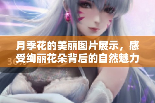 月季花的美丽图片展示，感受绚丽花朵背后的自然魅力